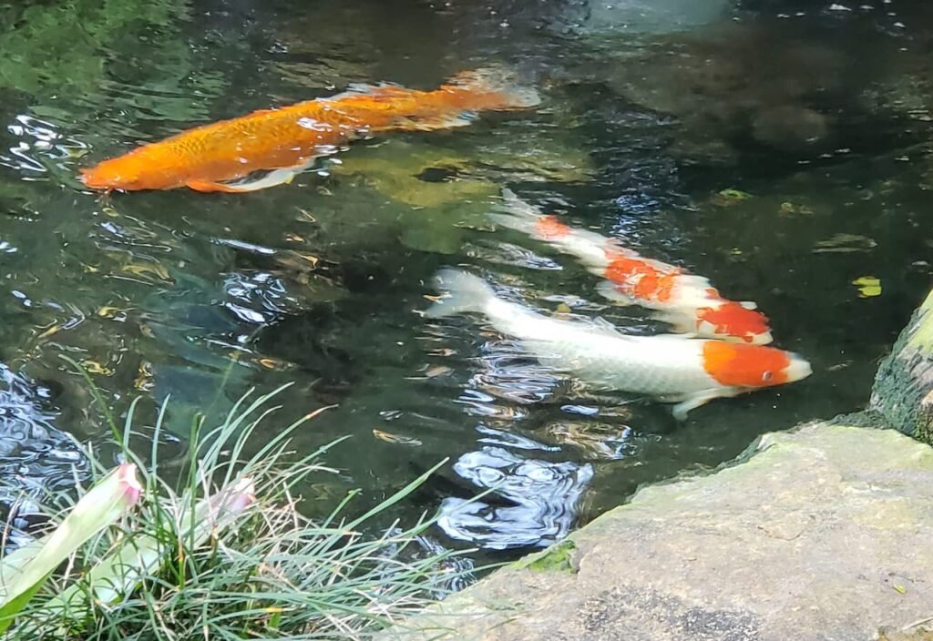 Thumbnail-For-Koi-Fish-Galloway-Farm-Sunset-Miami-By-Sushi KONG