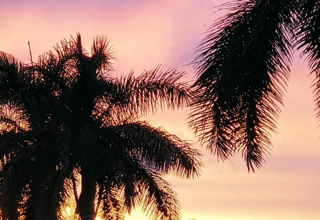Thumbnail-For-Palm-St-At-Sunset-Miami-By-Sushi KONG